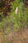 Sugarcane plumegrass